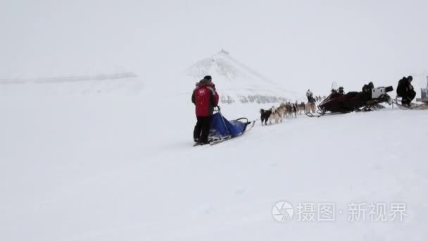北极北极雪路上的狗雪橇队视频