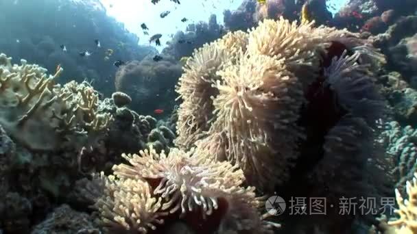 红海水下海葵小丑鱼视频