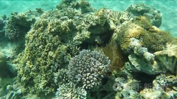 热带小丑鱼在珊瑚礁上游海葵视频