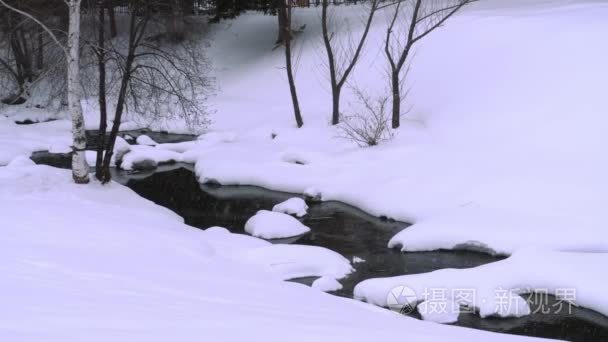 冬季风景与桦木视频