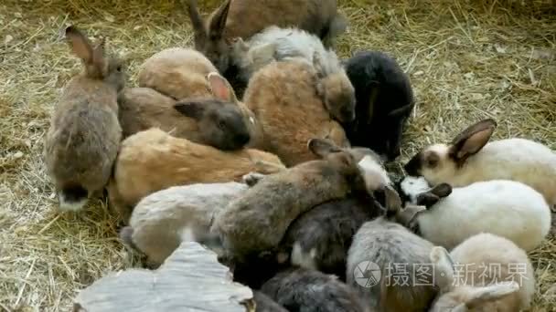 一群不同颜色的兔子坐在围场里视频