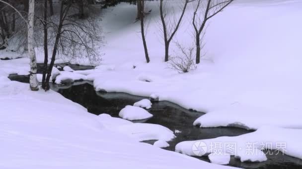 冬季风景与桦木视频