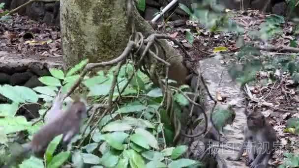 巴厘岛雨林爬行猴视频