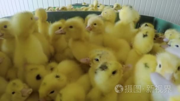家禽养殖场的可爱小鸭子视频