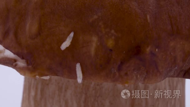 几种小蛆蠕虫在临选蘑菇帽上爬行的超级宏观