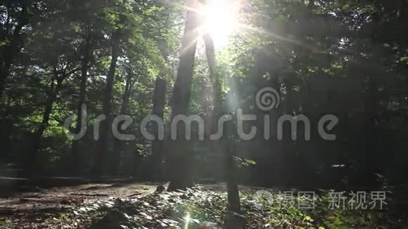 神秘森林视频
