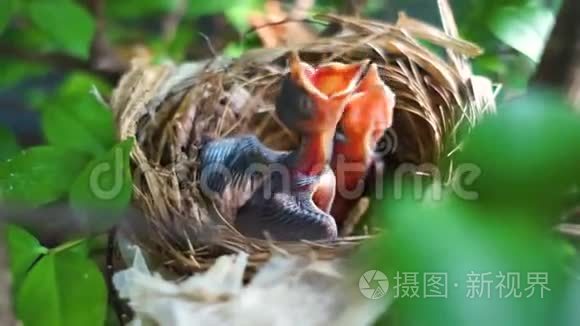 新出生的巢中小鸟视频