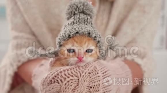 准备过冬的可爱小猫，戴着针织羊毛帽