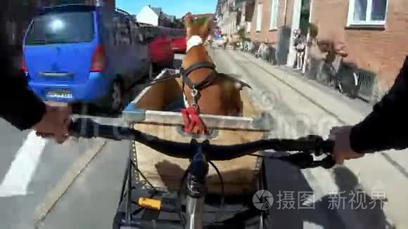 宠物主人骑狗或小狗自行车篮子视频