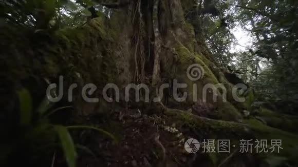 雨林里的大树
