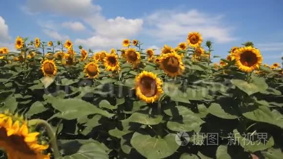 向日葵在云层背景下的田野