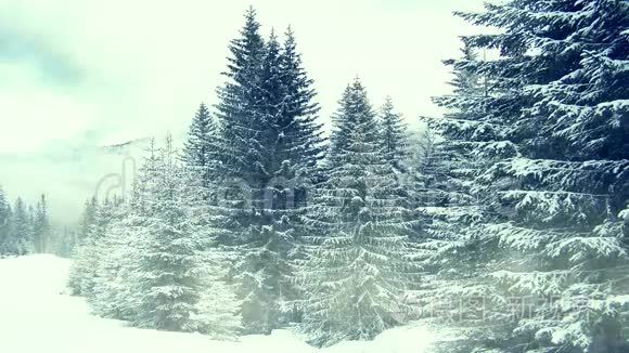 在树上下雪。 冬天在山上