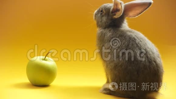 灰兔和苹果视频