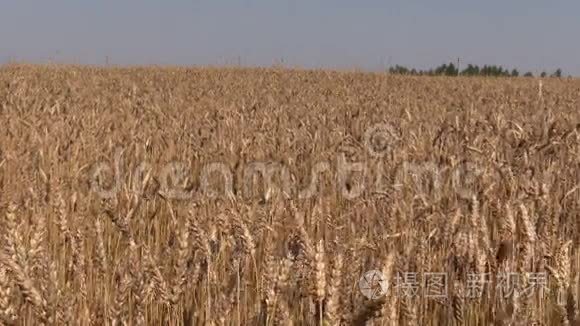 夏日的蓝天覆盖着田野，金黄的大麦