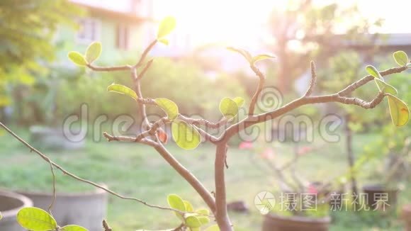 泰国花园里的杜鹃花视频