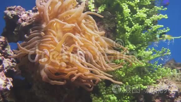 海洋水族馆的海葵存量录像视频