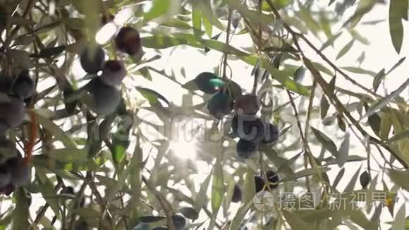 橄榄挂在树枝上晒太阳视频