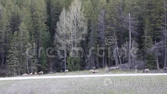 麋鹿群放牧视频