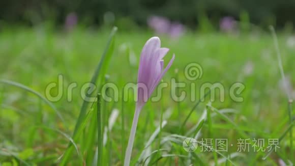 春天的鳄鱼花视频