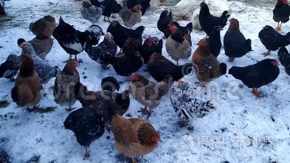 冬天鸡公鸡在院子里走来走去视频