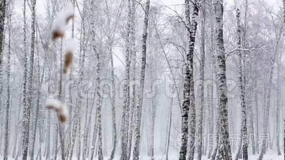 密森林的暴风雪.