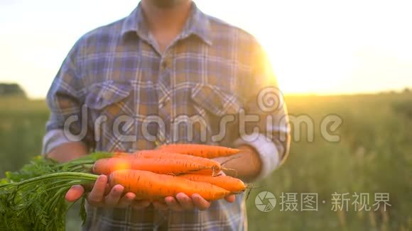 农民手里拿着胡萝卜的生物有机产品。 概念农民`市场、有机农业、农场收获