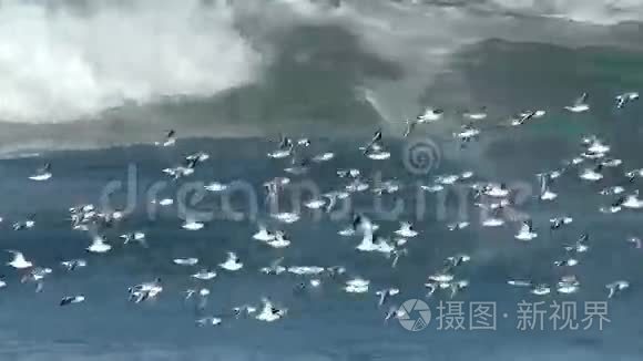 雀鸟飞越太平洋视频