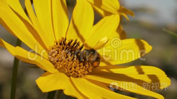 黄色花朵上的蜜蜂视频