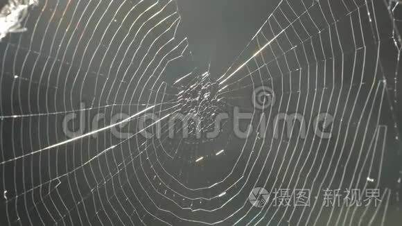 蜘蛛网和蜘蛛视频