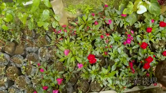 园艺师为花卉种植定植及保育视频