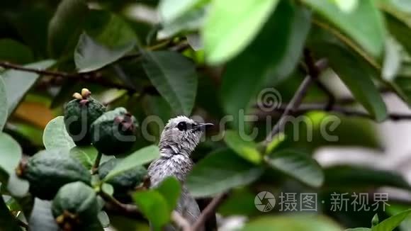 钳子栖息在一棵开花的树上视频