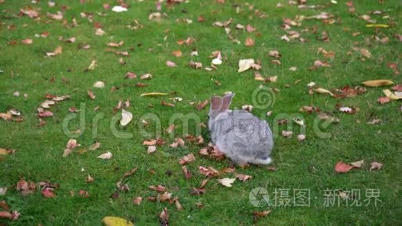 灰兔在绿草上视频