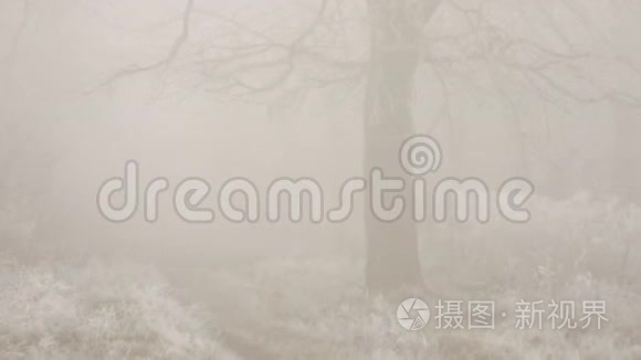 冬天的雪景。 雾