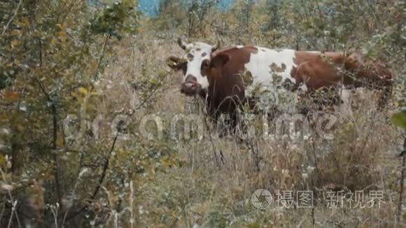 牛在大自然上嚼草视频