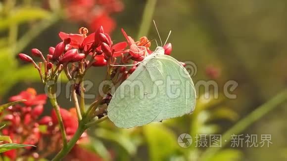 蝴蝶，红海军，紫丁香，夏天，花园