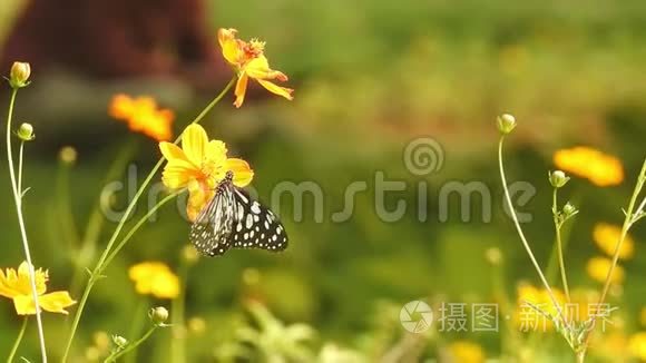 蝴蝶，红海军，紫丁香，夏天，花园