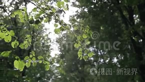 夏天公园里的雨落下来视频