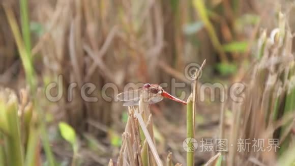 夏天的昆虫生活视频