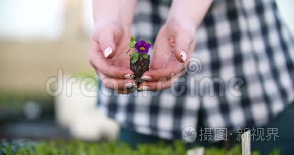 年轻女性植物学家检查盆栽植物视频