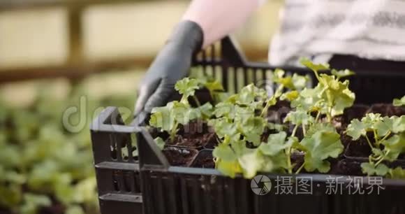 温室内的花卉和蔬菜苗视频