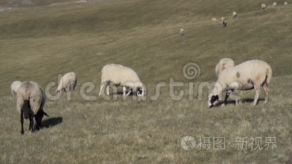 在高地的草地和田野里吃碎羊视频