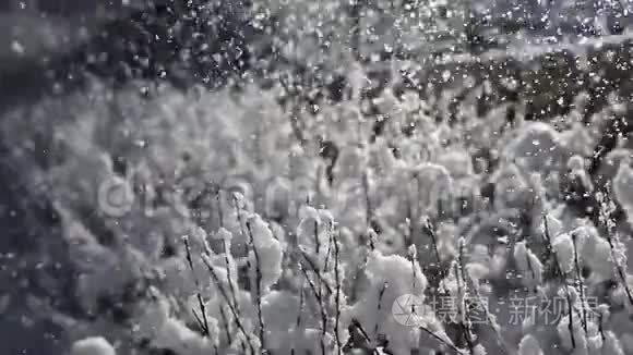 一阵风吹醒了灌木丛中的雪花视频