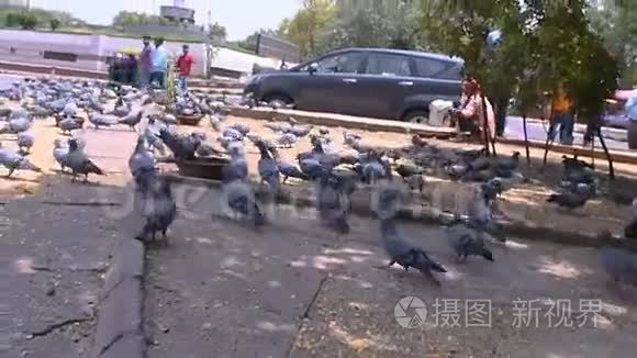 一群鸽子在主干道之间栖息视频