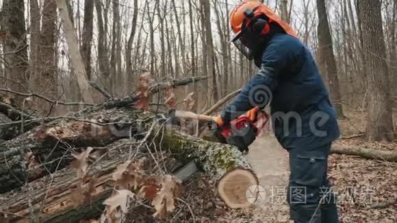 伐木工人锯掉了一棵树干视频