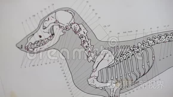 一条狗的骨架计划视频