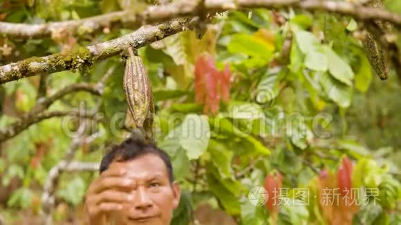 土著工人考察可可果实生长情况视频