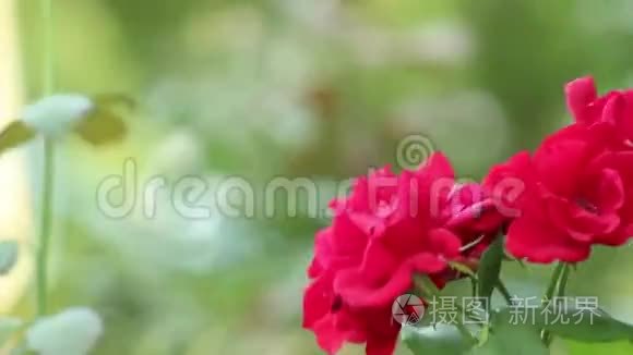 植物园里春天美丽的红玫瑰视频