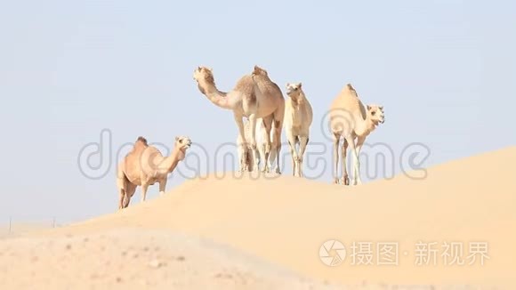 阿联酋沙漠中的中东骆驼群视频