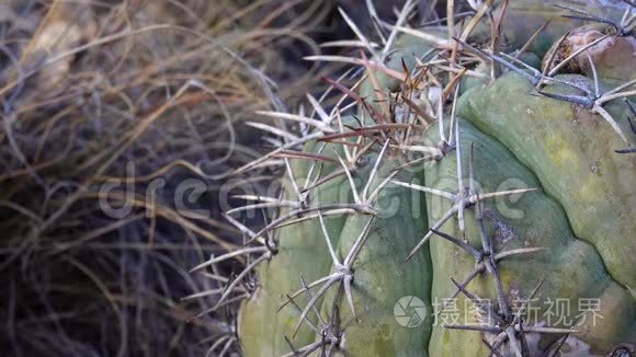 美国西部和西南的Cacti。 鹰爪，土耳其`的头，魔鬼`的头，棘爪. 墨西哥