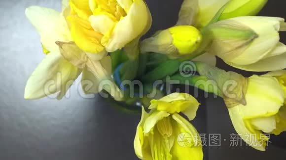 水仙花黄花的时间视频